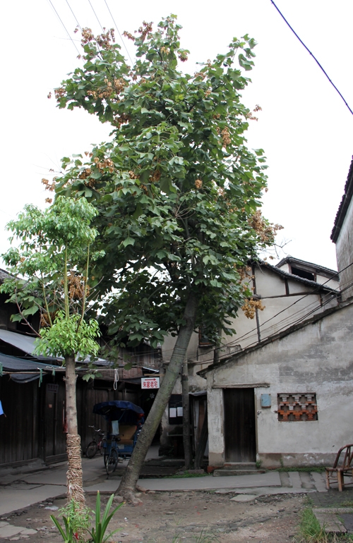 在浙江桐乡乌镇老街拍照的梧桐树