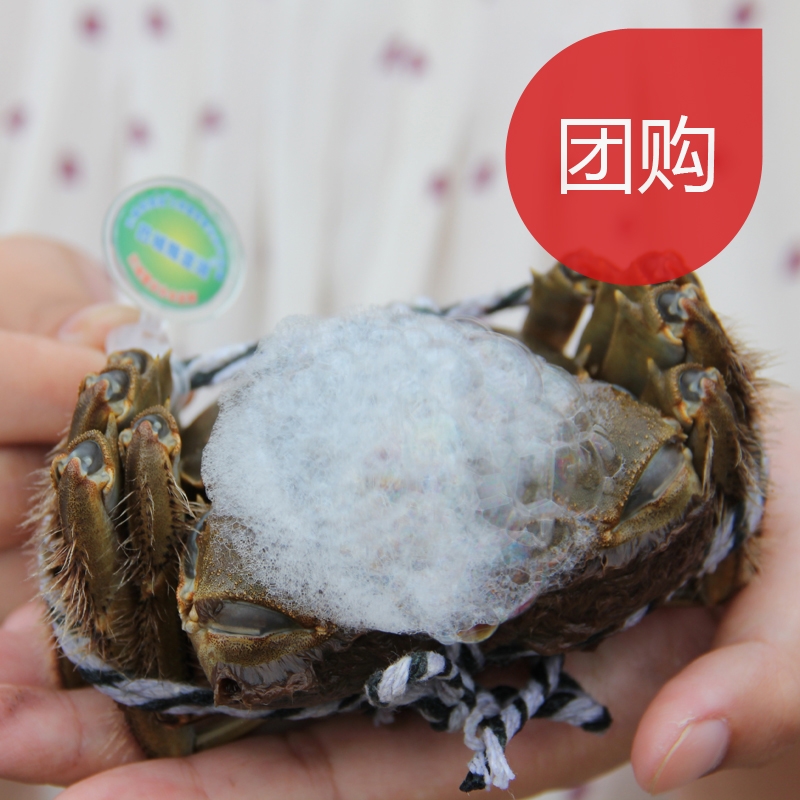 阳澄湖大闸蟹团购