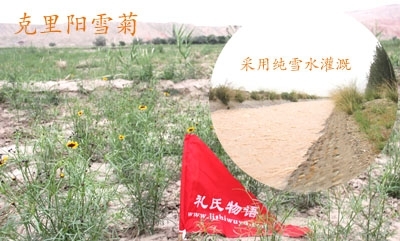 图片二：新疆克里阳雪菊种植基地